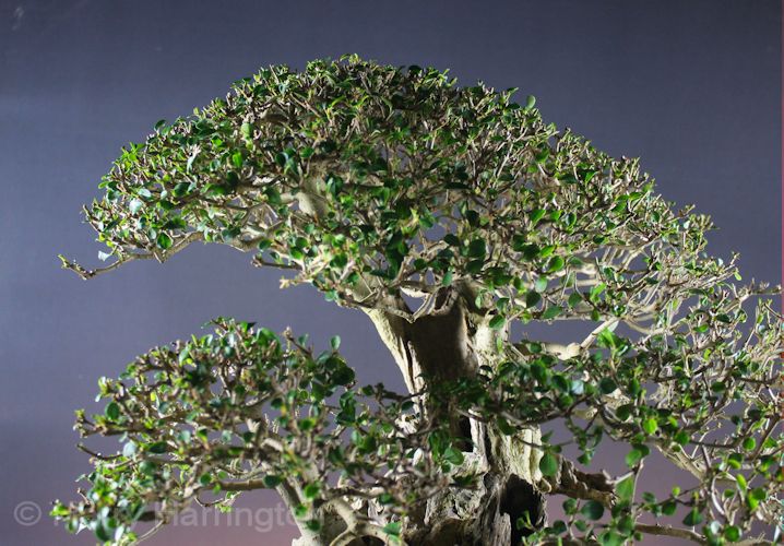privet bonsai